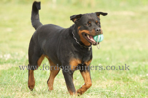 dog dental care rubber ball